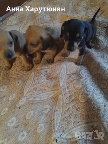 Продавам две мъжки дакелчета, снимка 1