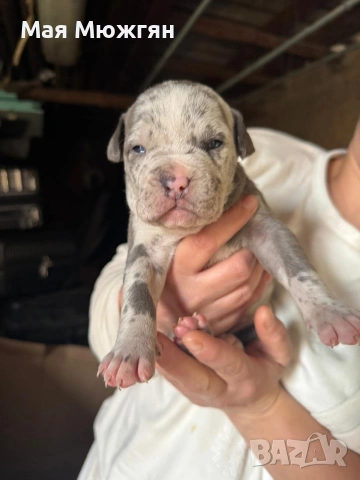 XL American Bully с родословие и сертификат, снимка 10 - Други - 53883611