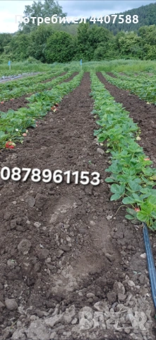 Разсад ягоди , снимка 4 - Разсади - 49528498