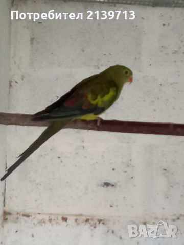 Продавам женски Планински папагал, снимка 1 - Папагали - 46434160
