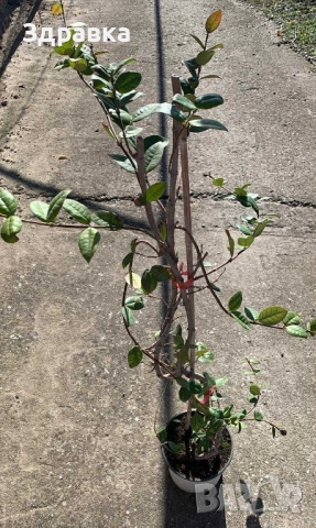 Звездовиден Жасмин 110см