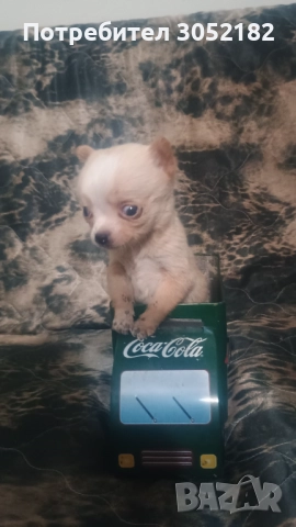 Свободни момчета чихуахуа , снимка 3 - Чихуахуа - 52656105