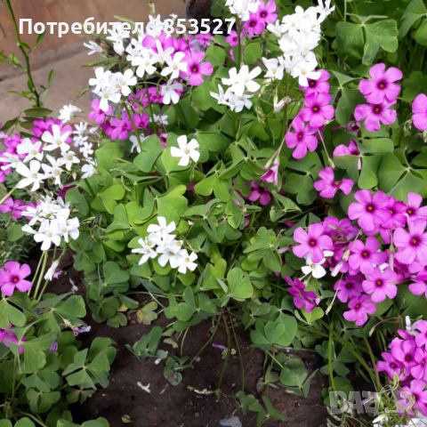 Детелина /Оксалис Микс розова и бяла, снимка 2 - Градински цветя и растения - 45492721