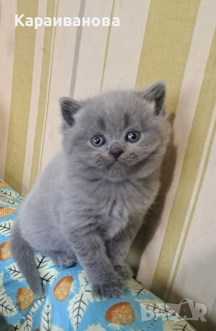 Британски сини колорпойнти , снимка 9 - Британска късокосместа - 53753333