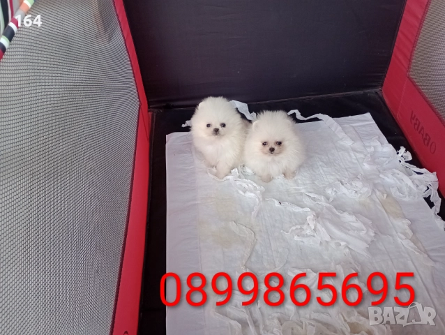 Мини Померани Миниатюрни минита. Снимки от 24.12.25 г, снимка 2 - Померан - 52829028