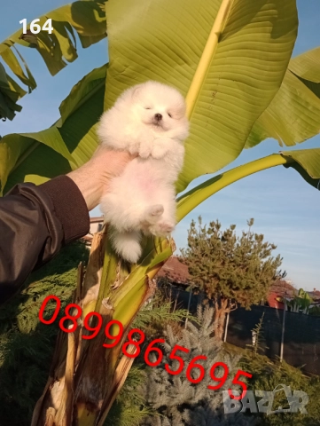 Бели Померани. Реални снимки от днес !!!, снимка 5 - Померан - 52719427