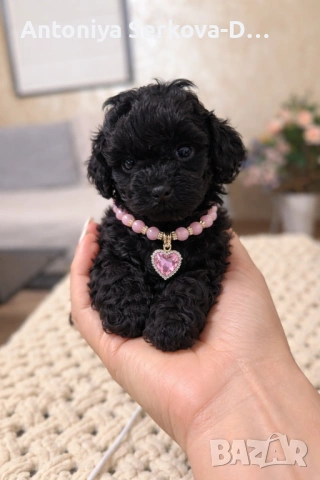 Poodle mini/Пудел мини, снимка 3 - Пудели - 53672823
