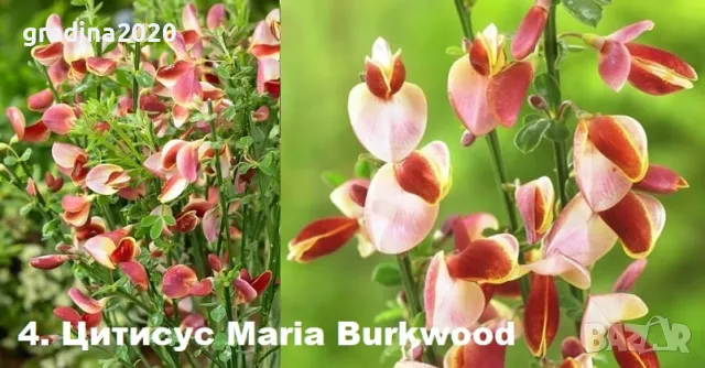 Цитизус - Налични 5 цвята, снимка 4 - Разсади - 35913919