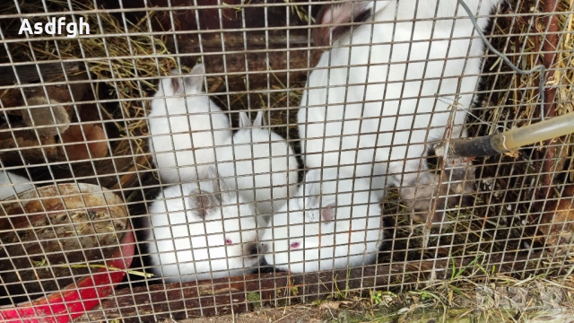 Зайци малки -цената е за бр., снимка 3 - Други животни - 54226617