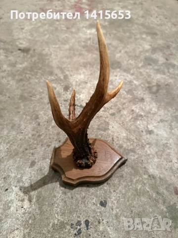 Продавам рог от сръндак, снимка 4 - Други ценни предмети - 52528953