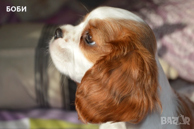 Кавалер Кинг Чарлз Шпаньол, снимка 3 - Кавалер кинг чарлз шпаньол - 52735606