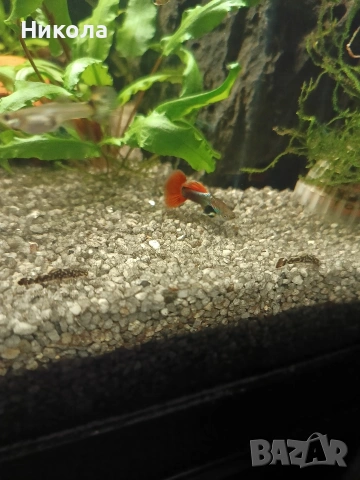 Декоративни скаридки Блу рили карбон и малки Анциструсчета!, снимка 5 - Рибки - 53771236