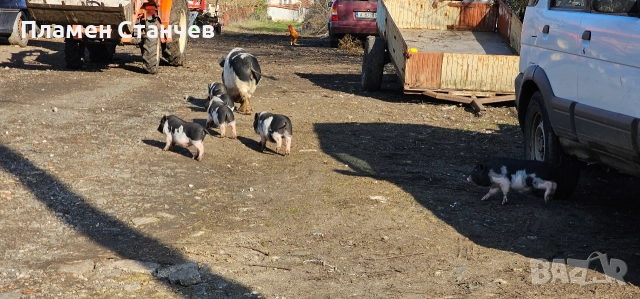 виетнамски прасета прасенца, снимка 3 - Плюшени играчки - 52865472