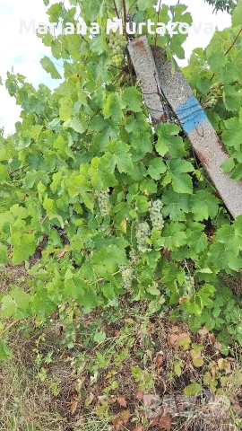 Дългосрочна аренда на лозе мускат ( стар масив) 4.5 дка , снимка 2 - Други оферти за работа - 53139784