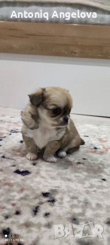 две момиченца , снимка 6 - Чихуахуа - 52869346