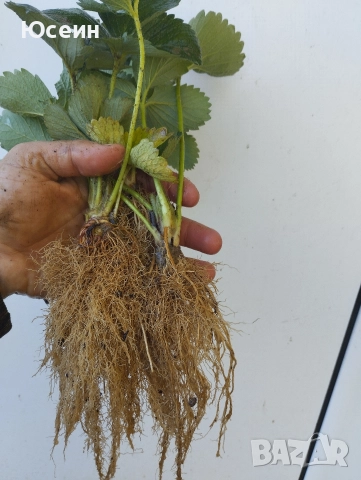 Ягоди сорт Зенга-Зенгана, снимка 5 - Разсади - 52900677