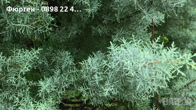 Аризонският кипарис, снимка 2 - Градински цветя и растения - 51410343