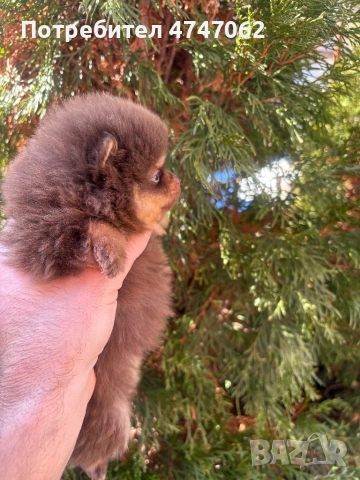 Померан момчета и момиче, снимка 2 - Померан - 53759224