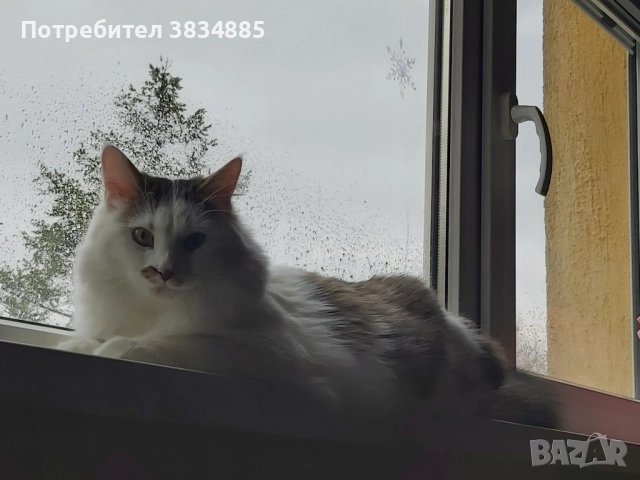 Сибирски котарак , снимка 2 - Сибирски - 46395945