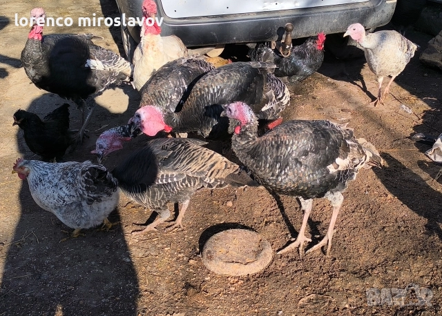 Продавам Пуийки, снимка 11 - Кокошки и пуйки - 52790020