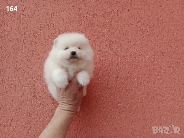 Бели Померани. Реални снимки от 06.04.26 г. , снимка 2 - Померан - 54112405