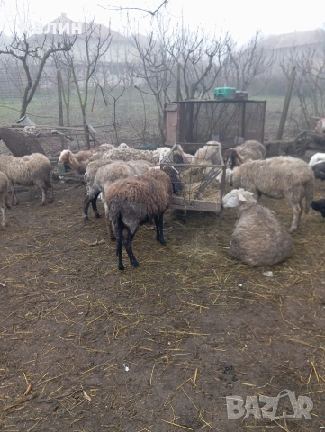 продават се овце 