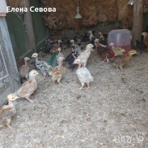 Ярки, някой вече пронасят , снимка 8 - Кокошки и пуйки - 46691791