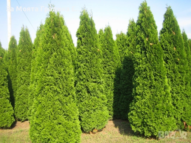 Туя - Фестигиата , снимка 2 - Градински цветя и растения - 53634092