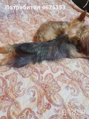  Мини Йорки йоркширски териер 4 кученца, снимка 11 - Йоркширски териер - 52770169