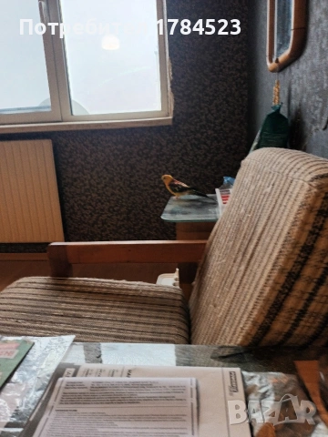 Мъжки поен папагал