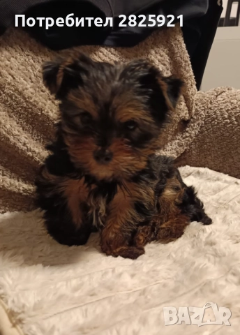 Йорки бебе, снимка 3 - Йоркширски териер - 52694965