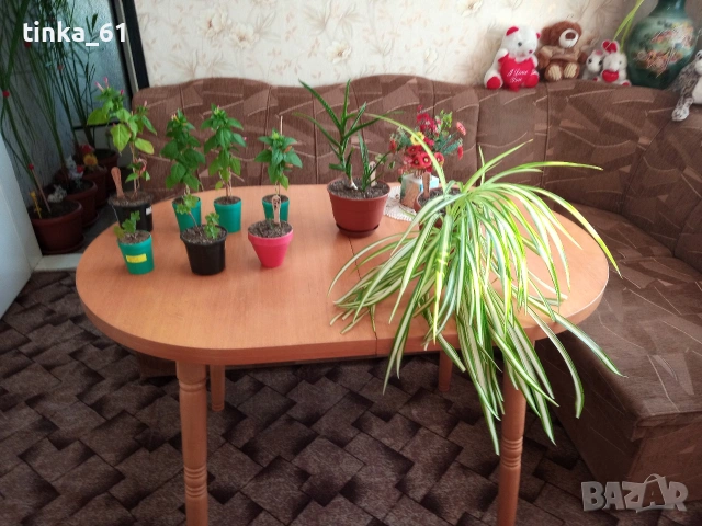 Стайни цветя -12 броя