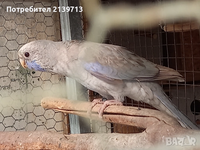 Продавам папагали Пенантови Розели , снимка 5 - Папагали - 52500695