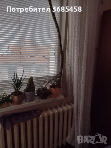  кактус 🌵120 см, снимка 2 - Други стоки за дома - 52409160