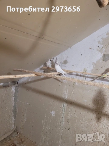 Папагали корели, снимка 7 - Папагали - 53167838