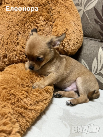 Уникално Мъжко Мини Чихуахуа 