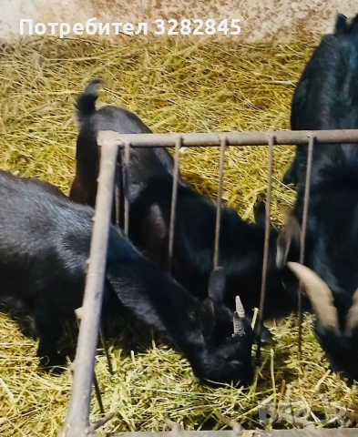 Мини кози //камерунски//, снимка 4 - Кози - 52791482