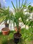 трахикарпус палми вис. 1.20- 1.50 см, снимка 1 - Градински цветя и растения - 43204232