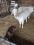 Продавам кози с ярета, снимка 11
