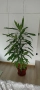Палма Драцена - 170 см , снимка 6
