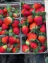 Продавам разсад ягоди , снимка 1