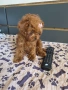 Уникални Той пудел момичета. , снимка 2