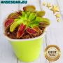 100 семена Венерина мухоловка Dionaea muscipula Семена Мухоловка Бонсай месоядно растение яде насеко, снимка 13