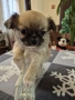Чихуахуа , снимка 5