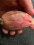 Смокиня индийска два вида, Кактус опунция, Opuntia ficus-indica Etna, екзотични,овощни, снимка 18