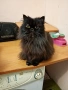 Персийска котка на една година ., снимка 3