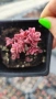Седум Горски Пожар, Sedum SunSparkler Wildfire , снимка 7