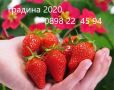 Ягода Fragaria x ananassa Toscana F 1. - Ягода тоскана  Студоустойчива, каскадна и целогодишна, снимка 1