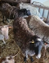 4 броя Романовски овце, снимка 15