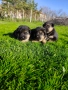 Малки Немски Овчарки, снимка 9